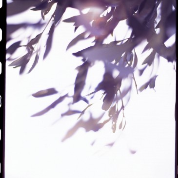 Lilac leaves
